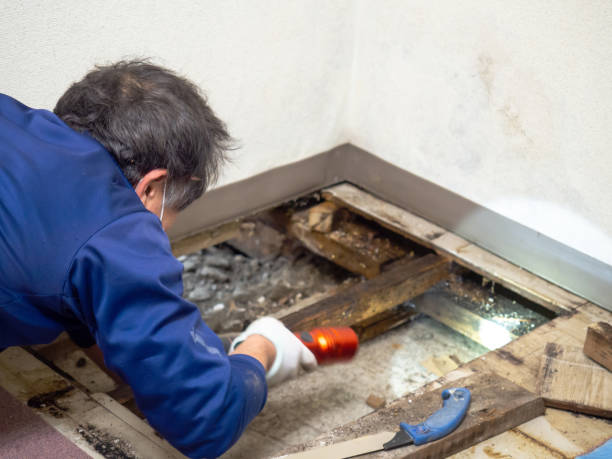 Best Industrial Mold Remediation in Timberlake, VA