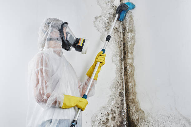 Best Basement Mold Remediation in Timberlake, VA