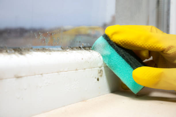 Best White Mold Remediation in Timberlake, VA