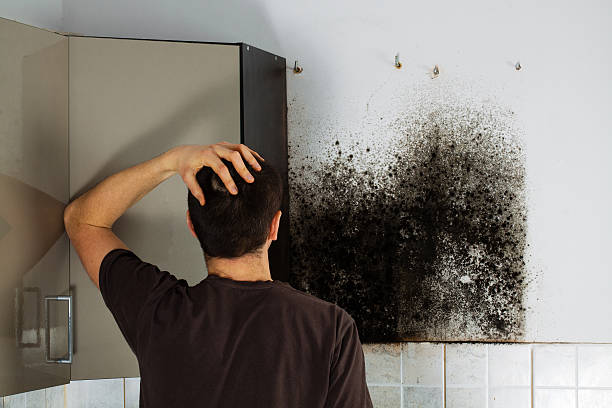 Best Post-Flood Mold Remediation in Timberlake, VA
