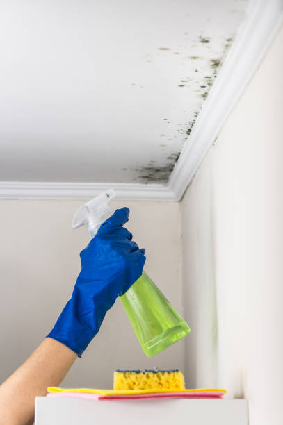 Trusted Timberlake, VA Mold Remediation Experts