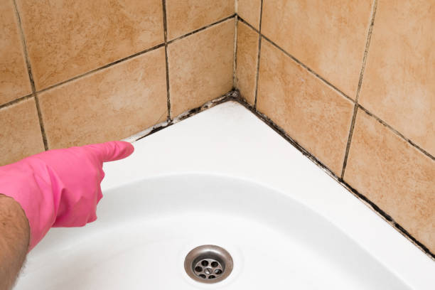 Best Preventive Mold Services in Timberlake, VA